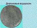Диатомовые водоросли