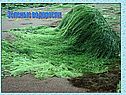 Зеленые водоросли