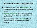 Значение зеленых водорослей