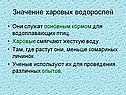 Значение харовых водорослей