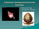 Строение мочевыделительной системы