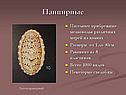 Панцирные