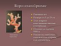Бороздчатобрюхие