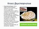 Гребешок святого Якова