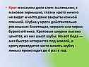 Крот и в самом деле слеп: маленькие, с маковое зернышко, глазки крота