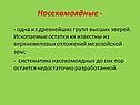 Насекомоядные -