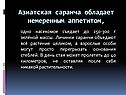 Азиатская саранча