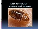 Клоп постельный
