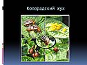 Колорадский жук