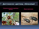 Долгоносик-цветоед яблоневый