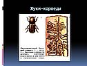 Жуки-короеды