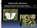 Капустная белянка