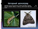 Непарный шелкопряд