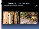 Личинки рогохвостов