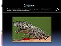 Слепни