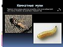 Комнатные мухи