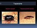 Тараканы
