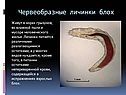 Червеобразные личинки блох