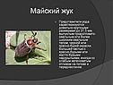Майский жук
