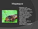 Медведка