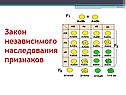Закон независимого наследования признаков