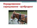 Аутбридинг