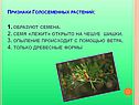 Признаки Голосеменных растений: 1. образуют семена