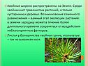 Хвойные широко распространены на Земле