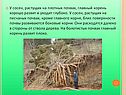 У сосен, растущих на плотных почвах, главный корень хорошо развит и