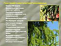 План общей характеристики Голосеменных