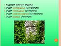 Надотдел включает отделы: Отдел гинкговидные (Ginkgophyta) Отдел