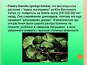 Гинкго билоба (ginkgo biloba) -это высокорослое растение - "живое