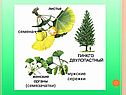 Общая характеристика голосеменных