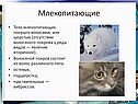 Тело млекопитающих