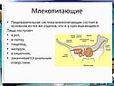 Пищеварительная система