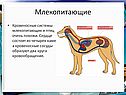 Кровеносные системы