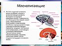 Большие полушария переднего мозга