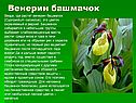 Венерин башмачок