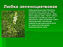 Любка зеленоцветковая