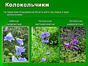 Колокольчики