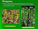 Плауны