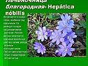 Печеночница благородная