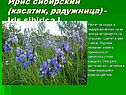 Ирис сибирский