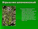 Ятрышник шлемоносный