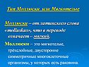 Моллюски