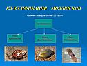 Классификация моллюсков