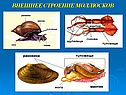 Внешнее строение моллюсков