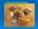 Разнообразие раковин