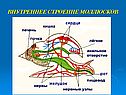 Внутреннее строение моллюсков
