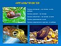 Органы чувств